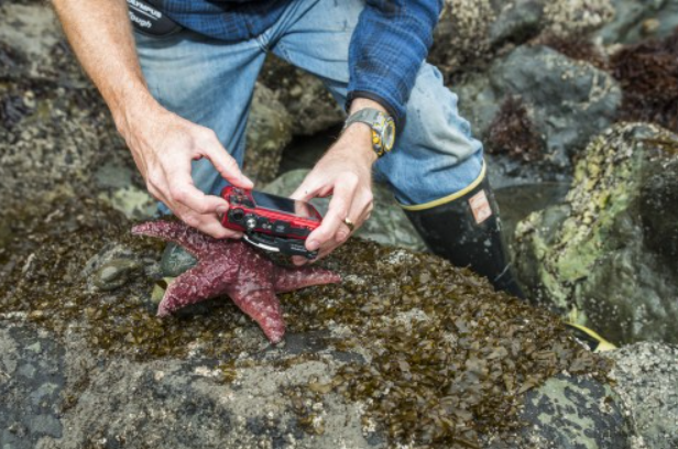 Man taking picture of starfish on mossy rocks.